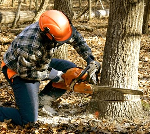Tree Removal in Damascus, VA